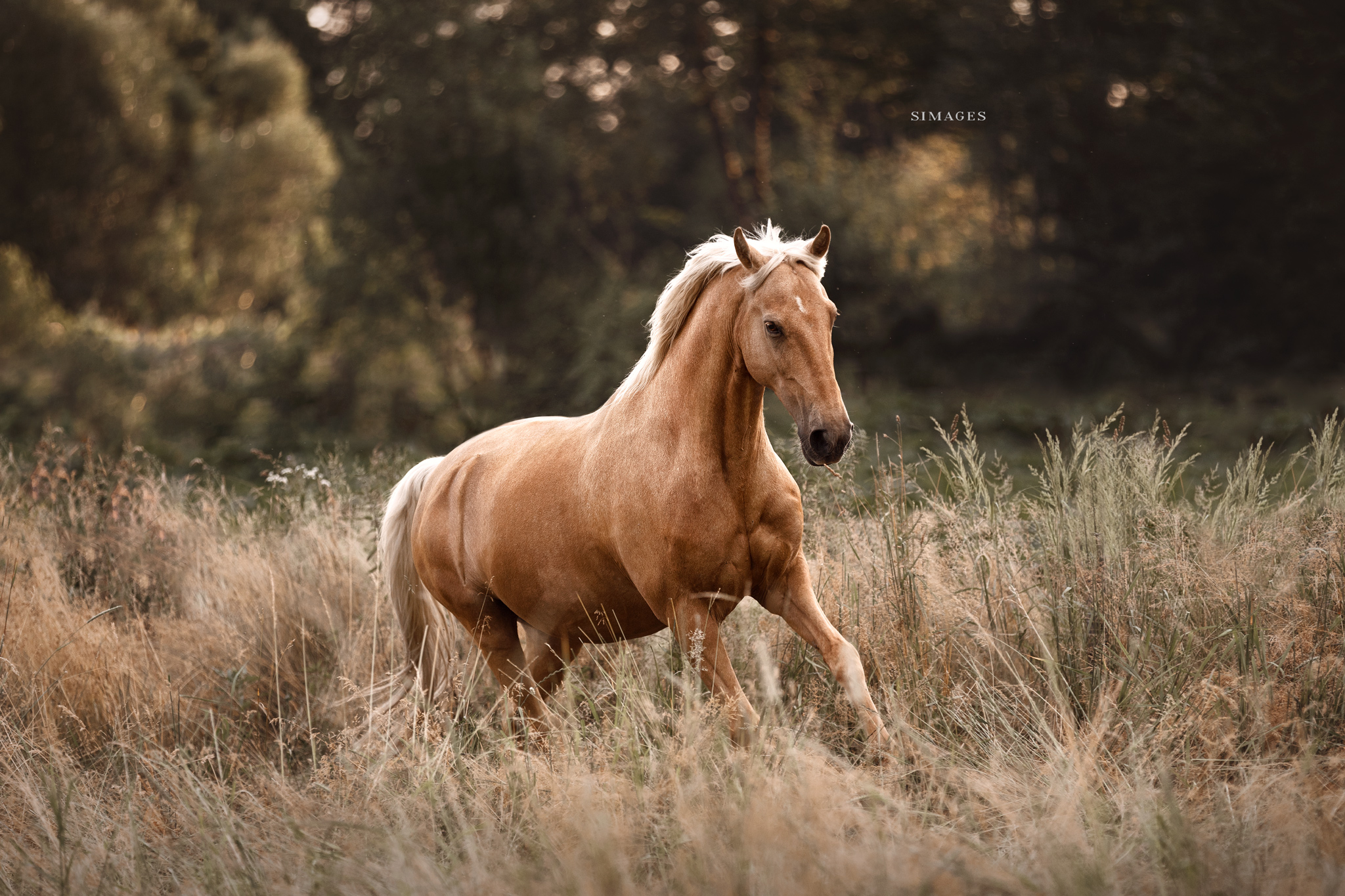 Pferd auf der Weide – natürliche Tierfotografie in der Steiermark