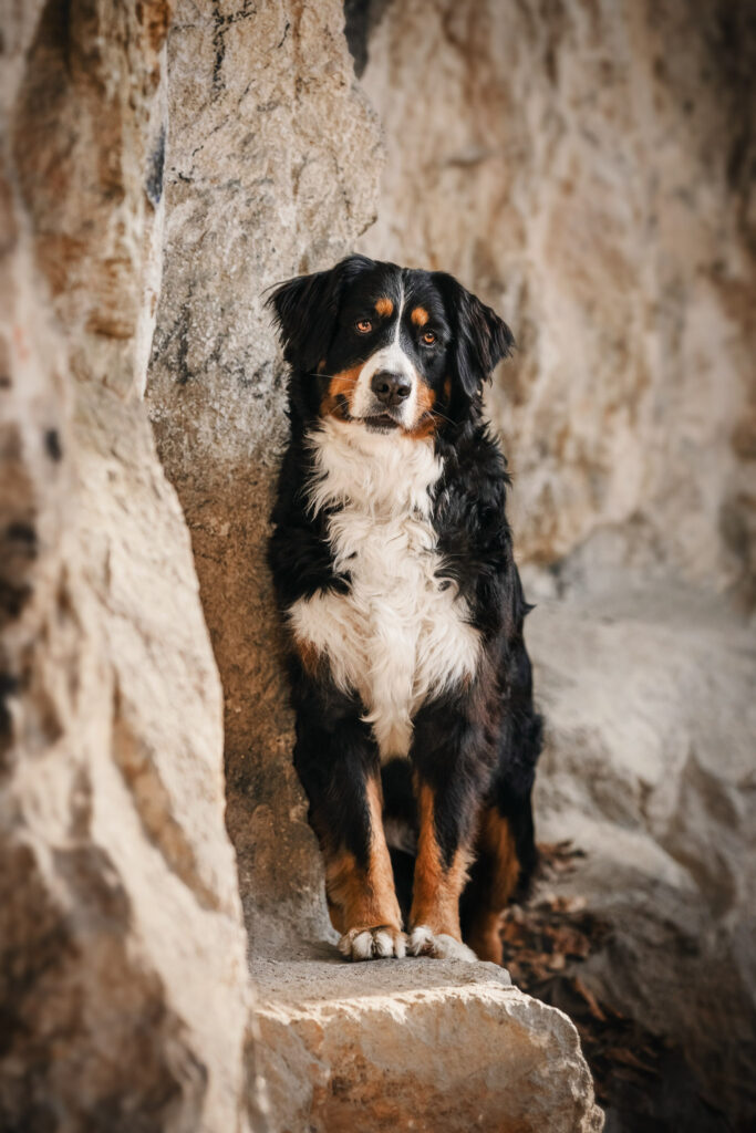 Tierfotografin Steiermark