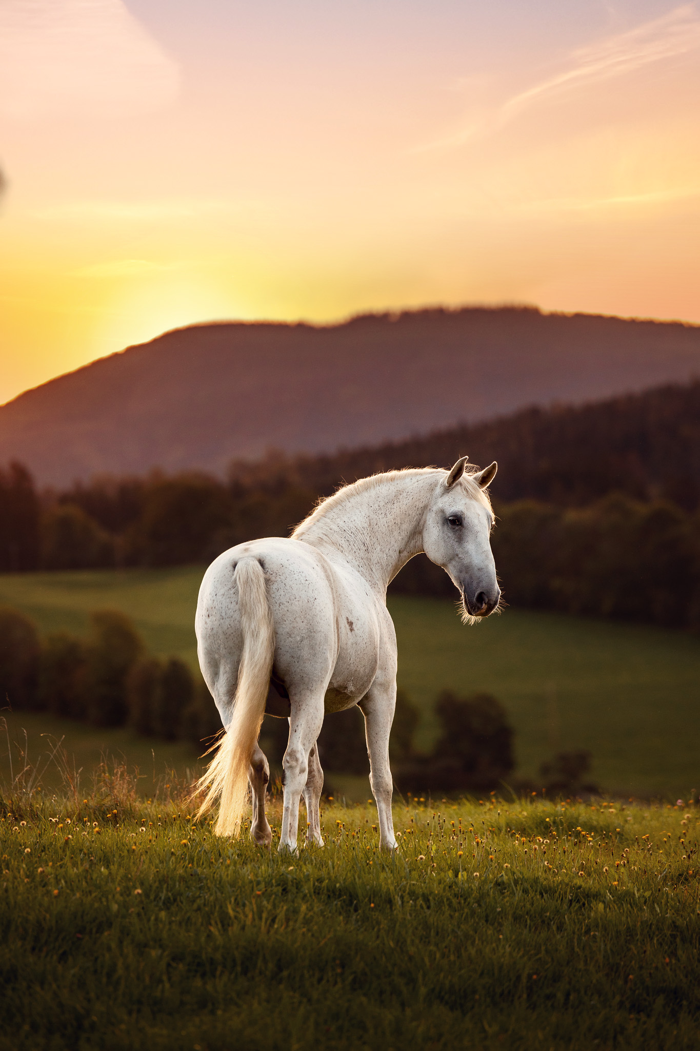 Pferdefotoshooting Österreich