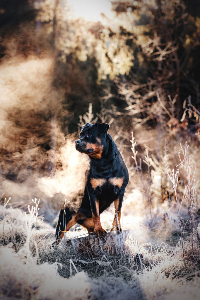 Tierfotografin Hundefotografin Steiermark