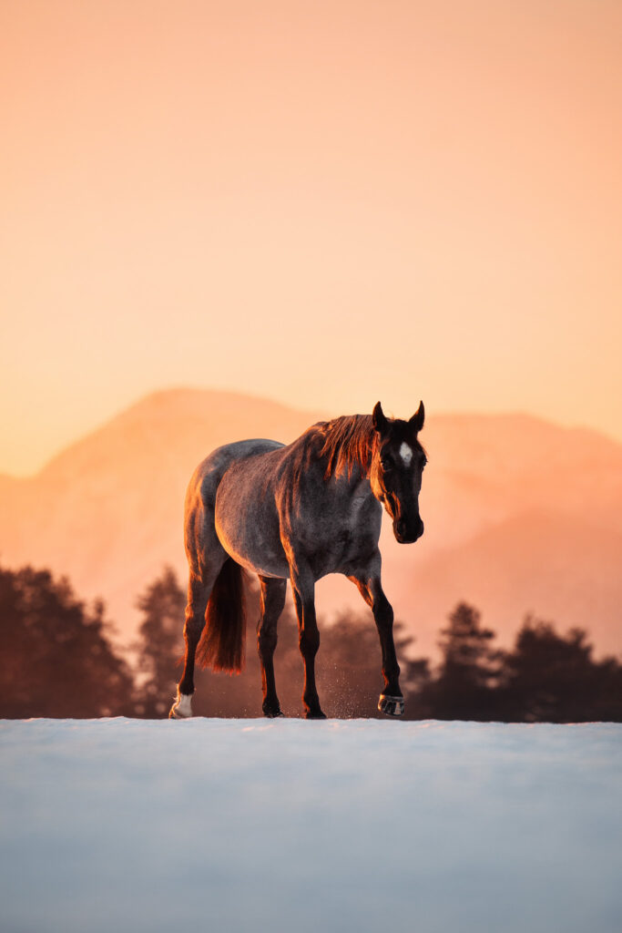 Pferdefotografin Steiermark Österreich